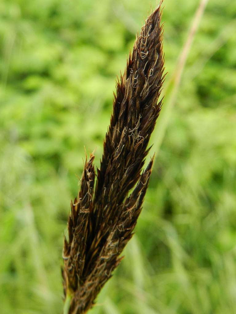 Carex sp.